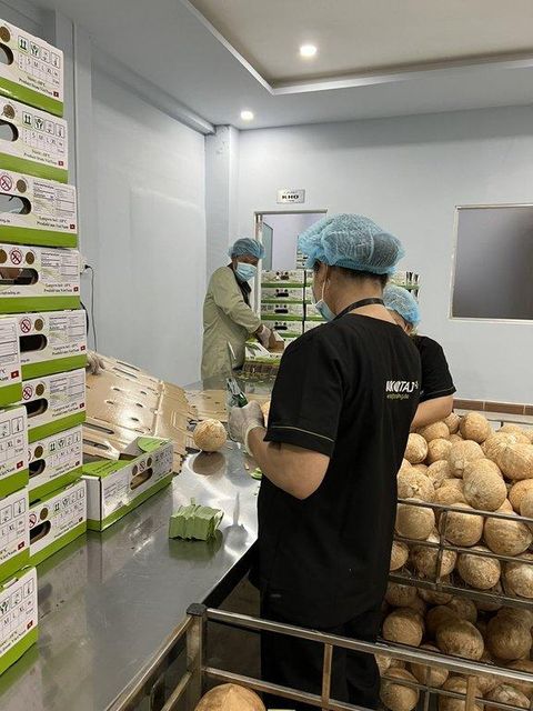 Fresh Coconut - Image 6